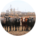 Feed Yard Automation