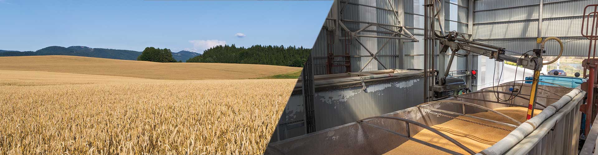 seed processing automation