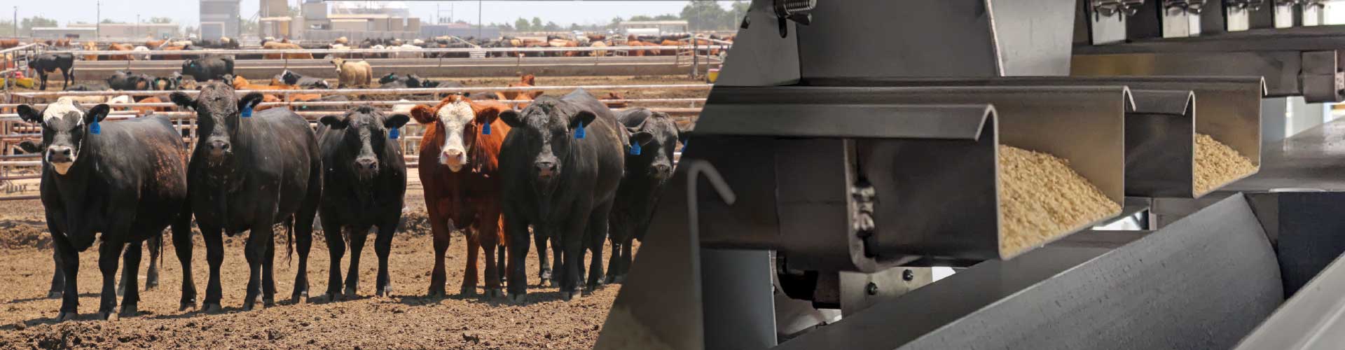 Feed Yard automation