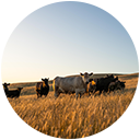 Feed Grain Automation